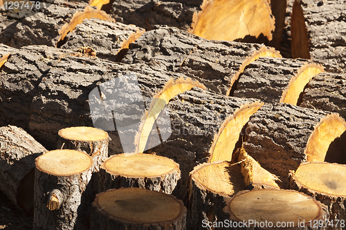 Image of Abstract of Freshly Cut Pine Logs