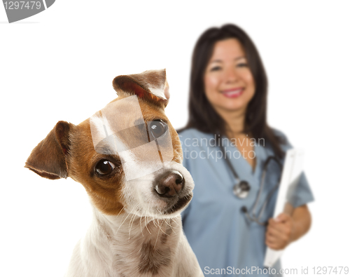 Image of Jack Russell Terrier and Female Veterinarian Behind