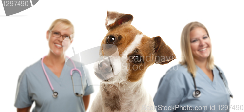 Image of Jack Russell Terrier and Veterinarians Behind