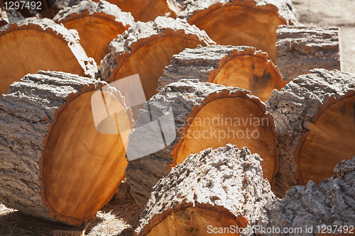 Image of Abstract of Freshly Cut Pine Logs