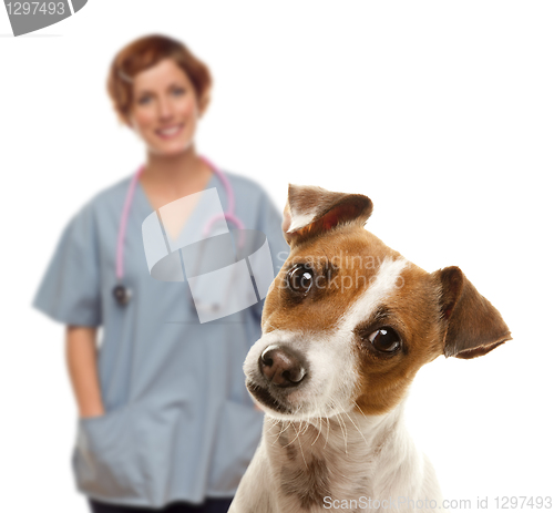 Image of Jack Russell Terrier and Female Veterinarian Behind