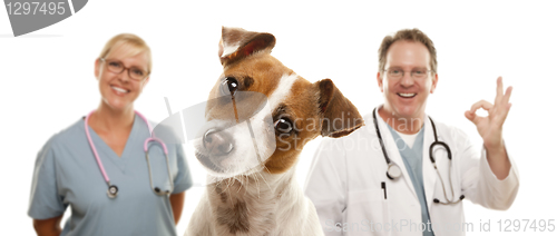 Image of Jack Russell Terrier and Veterinarians Behind