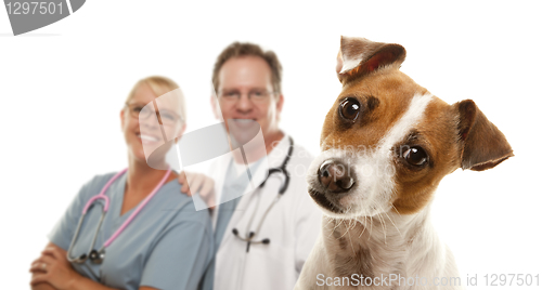 Image of Jack Russell Terrier and Veterinarians Behind