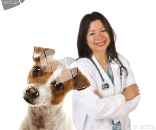 Image of Jack Russell Terrier and Female Veterinarian Behind