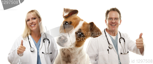 Image of Jack Russell Terrier and Veterinarians Behind