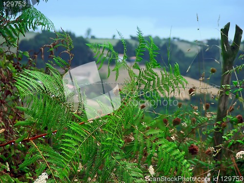 Image of horizon throug fern