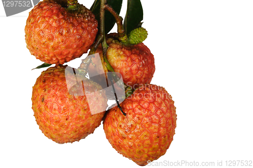 Image of Litchi with green leaves