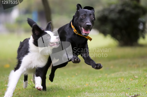 Image of Dogs racing