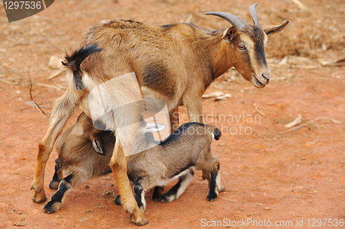 Image of Goats feeding