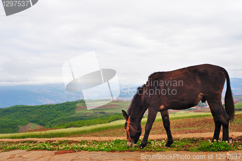 Image of Donkey in field