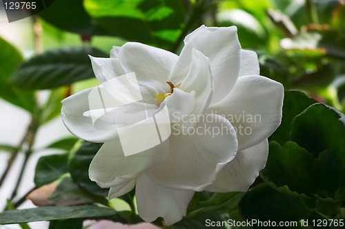 Image of Flowering Gardenia