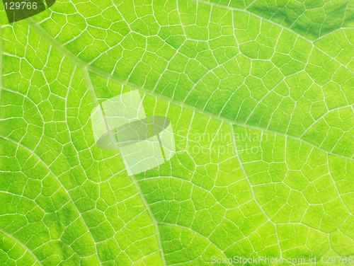 Image of Cucumber leaf