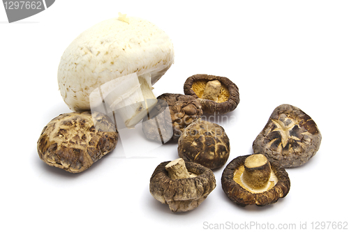Image of Dried and fresh mushroom