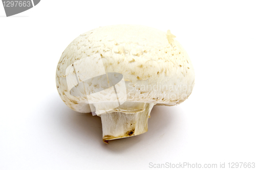 Image of Mushroom