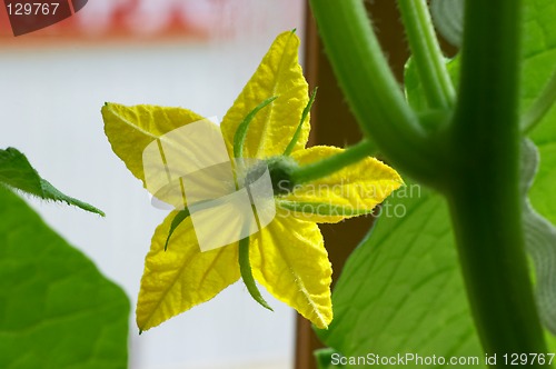 Image of Blossom cucumber