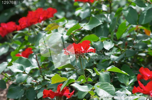 Image of Red street roses