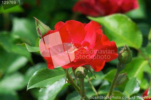 Image of Red street roses