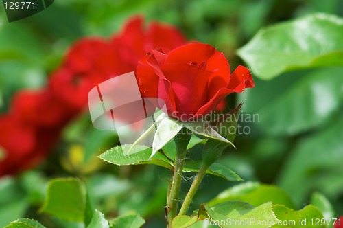 Image of Red street roses