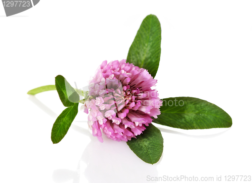 Image of clover flower