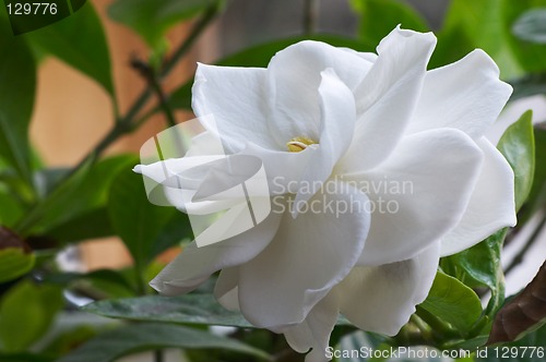 Image of Flowering Gardenia