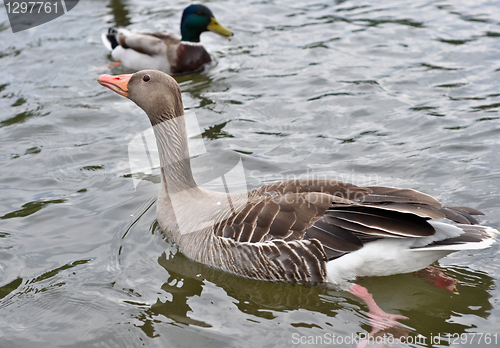 Image of duck 