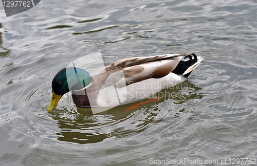 Image of duck 