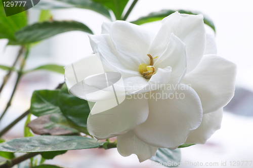 Image of Flowering Gardenia