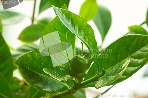 Image of Bud of Gardenia