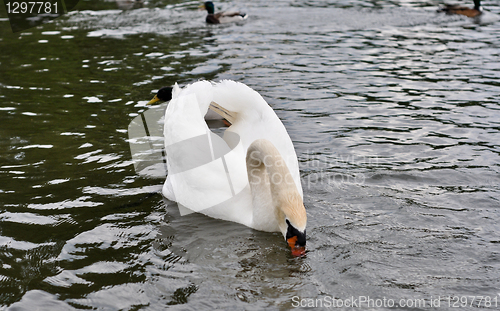 Image of white swan