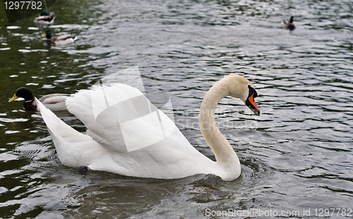 Image of white swan