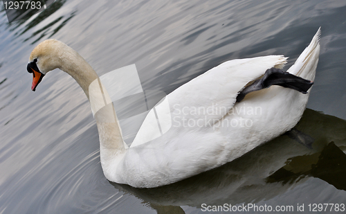 Image of white swan