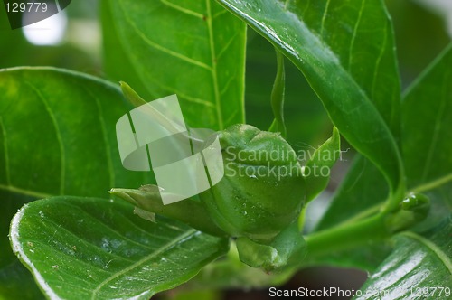 Image of Bud of Gardenia