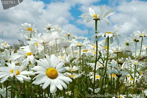 Image of Field of daisies