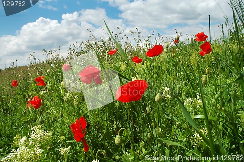 Image of Poppies