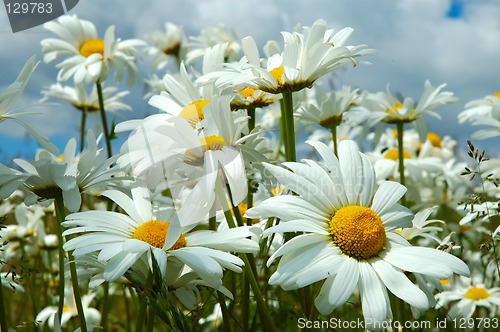 Image of Field of daisies