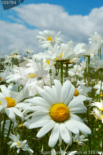 Image of Field of daisies