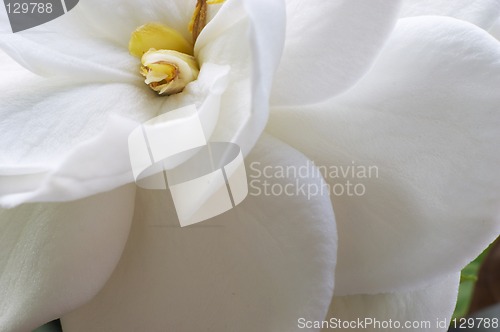 Image of Flowering Gardenia