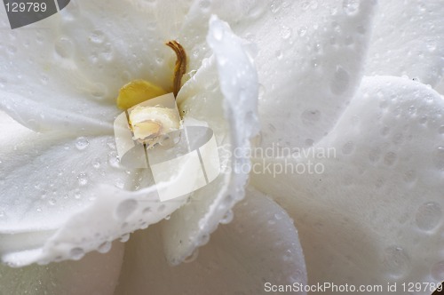 Image of Wet Gardenia flower