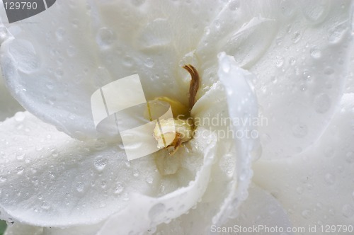 Image of Wet Gardenia flower