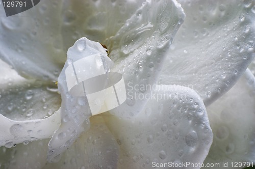 Image of Wet Gardenia flower