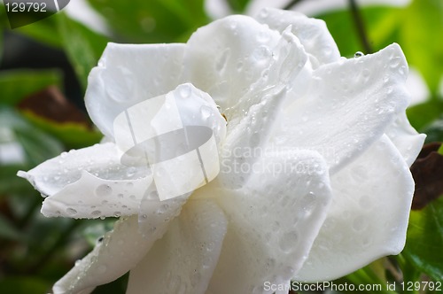 Image of Wet Gardenia flower