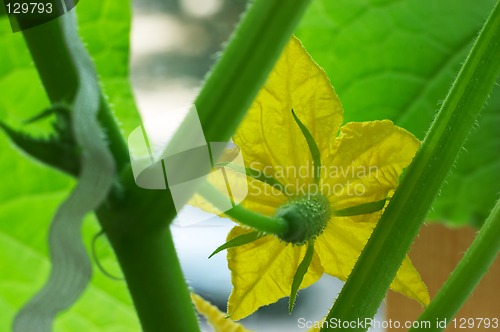 Image of Blossom cucumber