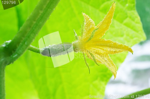 Image of Blossom cucumber