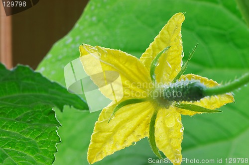 Image of Blossom cucumber