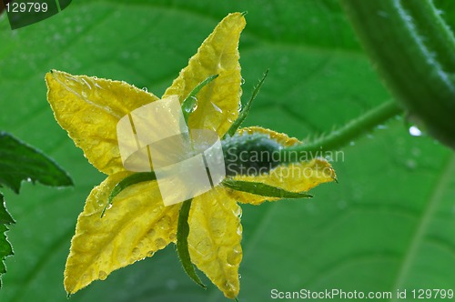 Image of Blossom cucumber