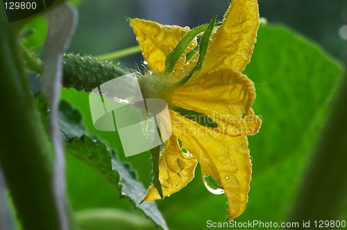 Image of Blossom cucumber