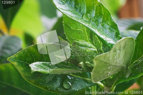 Image of Wet bud of Gardenia