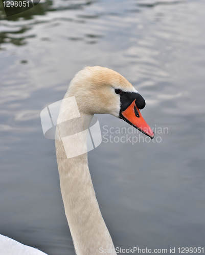 Image of swan