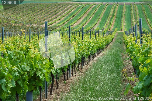 Image of Green vineyard, Germany