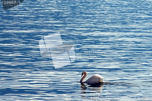 Image of Lake Leman, Swan